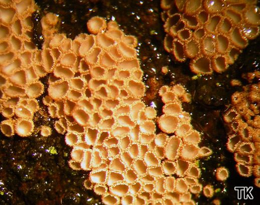 Merismodes anomalus (=Cyphellopsis anomala) - Gelbbrauner Haarschüsselrasen
