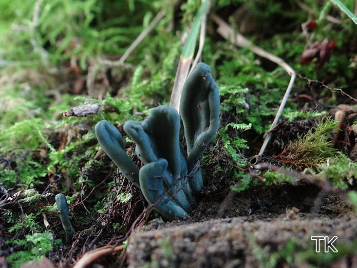 Graugrüne Buchen-Erdzunge (Microglossum griseoviride)