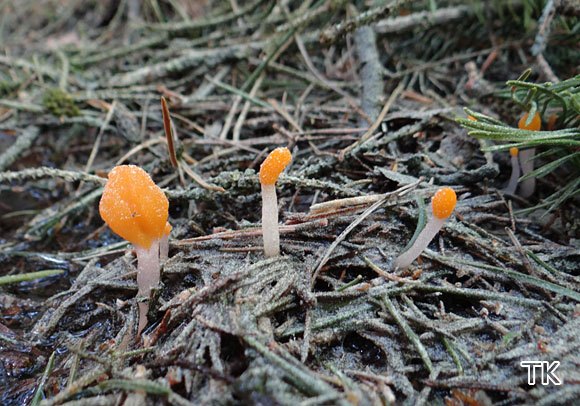 Sumpfhaubenpilz (Mitrula paludosa)