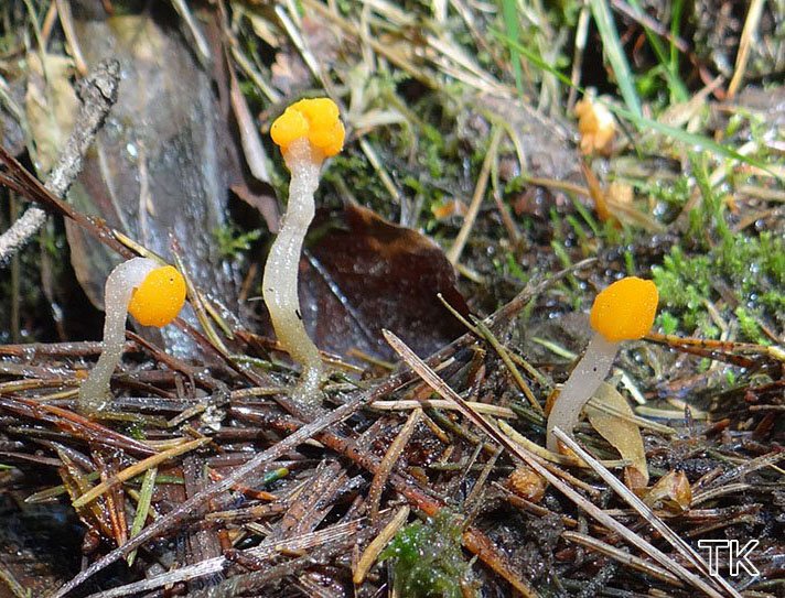 Sumpfhaubenpilz (Mitrula paludosa)