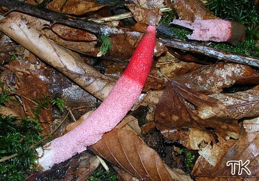 Mutinus ravenelii