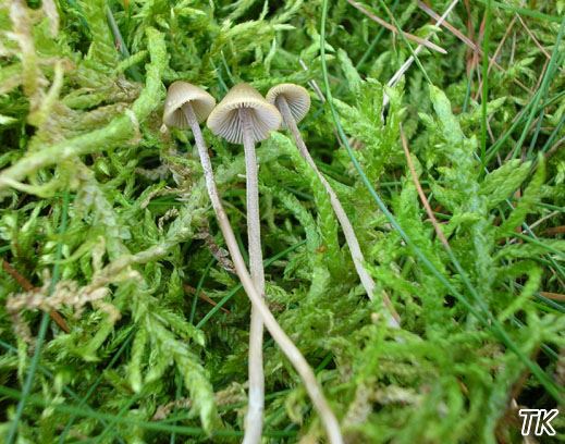 Mycena amicta - Geschmückter Helmling