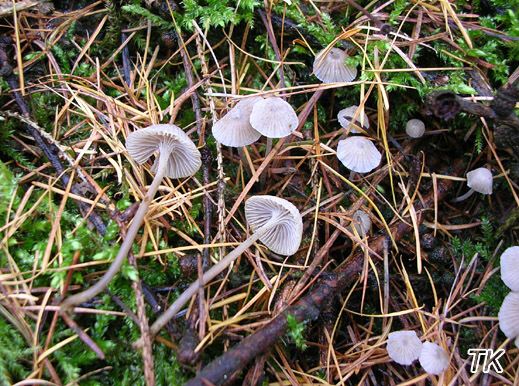 Mycena cinerella - Aschgrauer Helmling