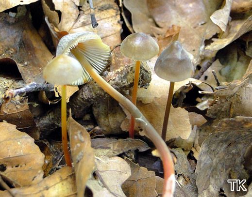 Mycena crocata - Gelborangemilchender Helmling