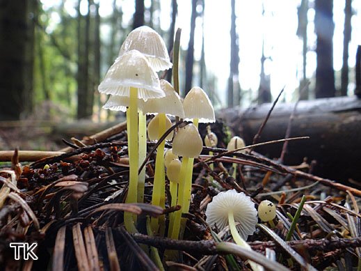 Mycena epipterygia - Dehnbarer Helmling