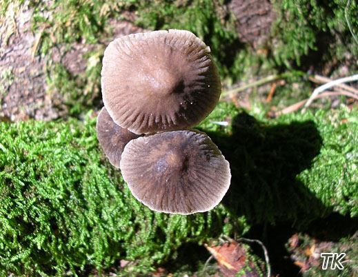 Mycena leptocephala - Grauer Nitrathelmling