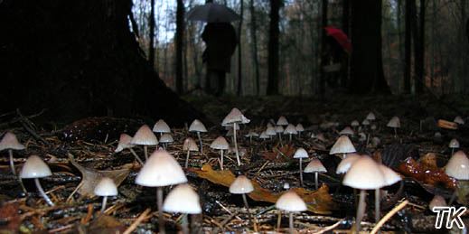 Mycena metata - Kegeliger Helmling