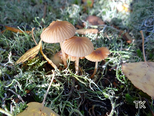 Mycena olivaceomarginata - Braunschneidiger Wiesenhelmling