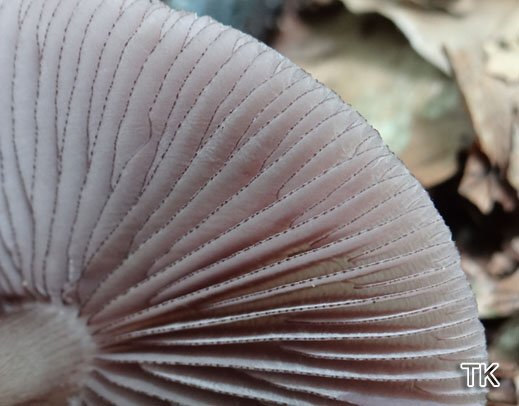 Mycena pelianthina - Schwarzgezähnelter Rettichhelmling