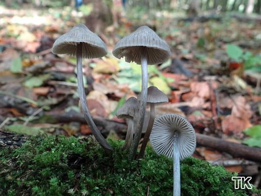 Mycena polygramma - Rillstieliger Helmling