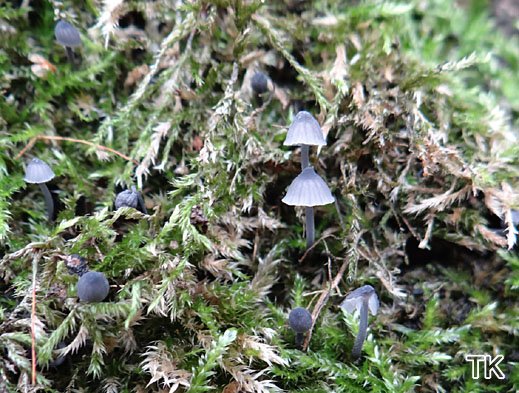 Mycena pseudocorticola - Falscher Rindenhelmling