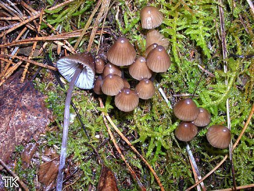 Mycena silvae-nigrae - Zweisporiger Nitrathelmling