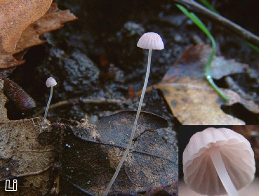 Mycena smithiana – Leichtvergänglicher Helmling