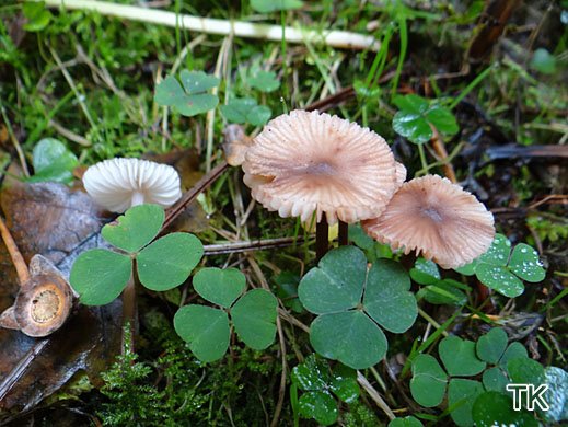 Mycena zephirus - Rostfleckiger Helmling