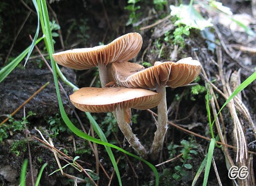 Naucoria bohemica - Silberstieliger Sumpfschnitzling