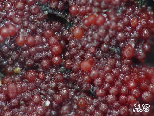 Nectria fuckeliana - Nadelholz-Pustelpilz