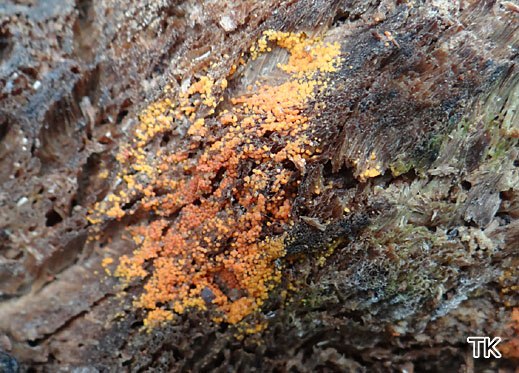 Nectria peziza - Eingedrückter Pustelpilz