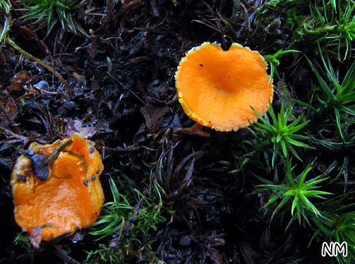 Neottiella rutilans - Netzigsporiges Moosschälchen