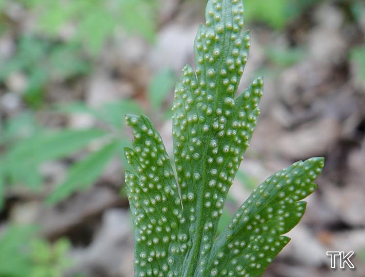 Weißer Anemonenrost (Ochropsora ariae)