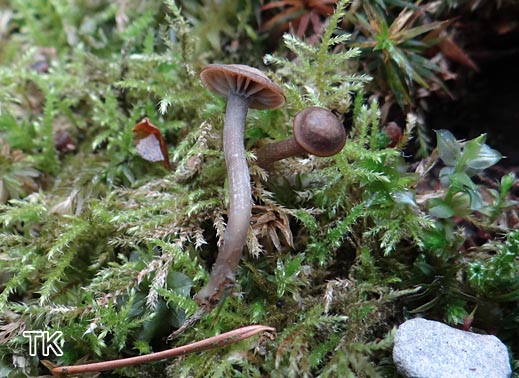 Starkgeriefter Sternsporling (Omphaliaster asterospora)