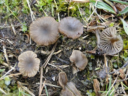 Omphalina griseopallida var. tetraspora - Filziger Nabeling
