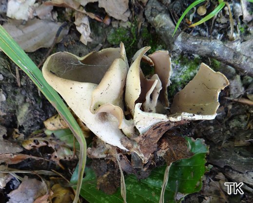 Otidea alutacea - Lederbrauner Öhrling