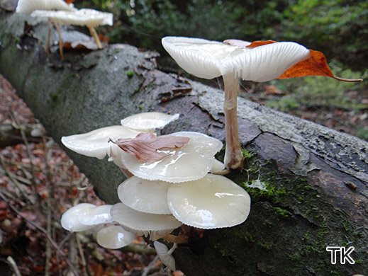 Oudemansiella mucida - Beringter Schleimrübling