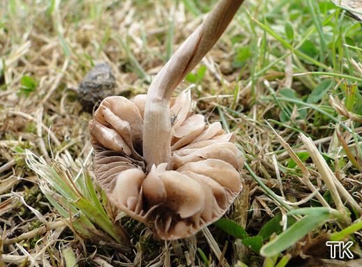 Panaeolus foenisecii - Heudüngerling