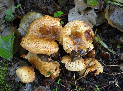 Paxillus rubicundulus - Erlenkrempling