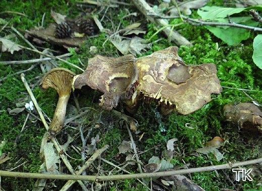 Paxillus rubicundulus - Erlenkrempling