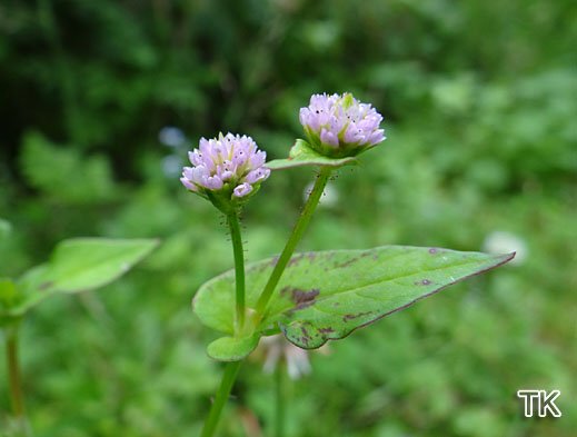 Persicaria nepalensis