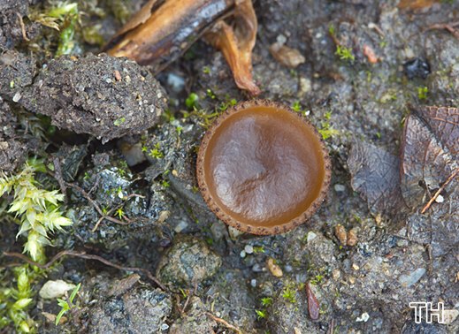 Peziza sepiatra