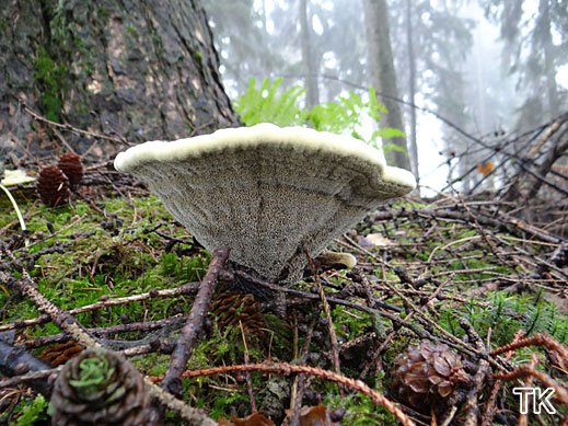 Phaeolus schweinitzii - Kiefern-Braunporling