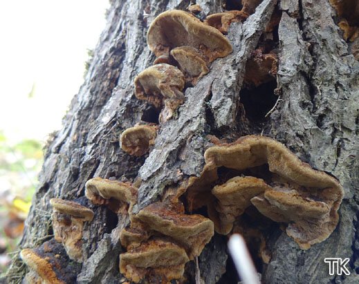 Phellinus conchatus - Muschelförmiger Feuerschwamm