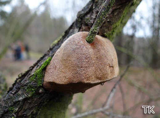 Phellinus hippophaecola Phellinus hippophaecola