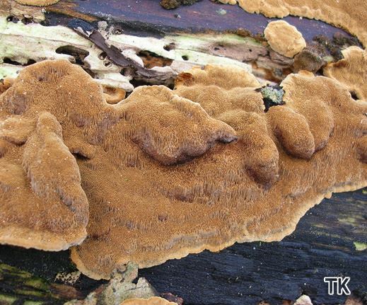 Phellinus conchatus - Muschelförmiger Feuerschwamm