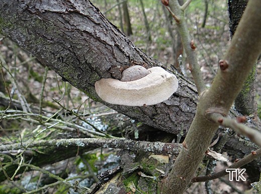 Phellinus hippophaecola - Sanddorn-Feuerschwamm