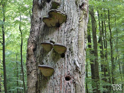 Eichenfeuerschwamm (Phellinus robustus)