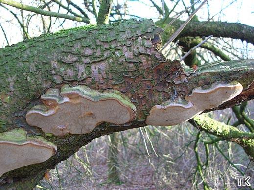Phellinus tuberculosus - Pflaumenfeuerschwamm