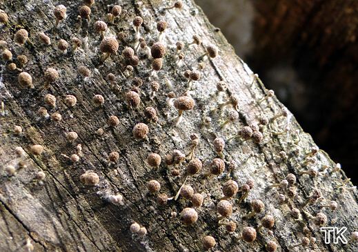 Phleogena faginea - Buchen-Hütchenträger