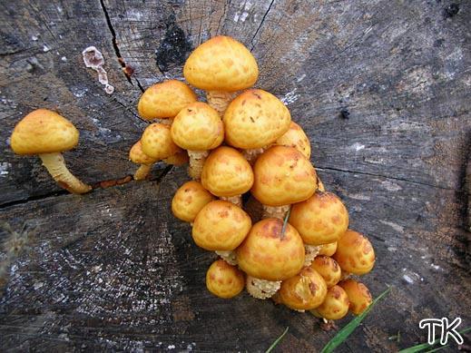 Pholiota aurivella - Goldfellschüppling