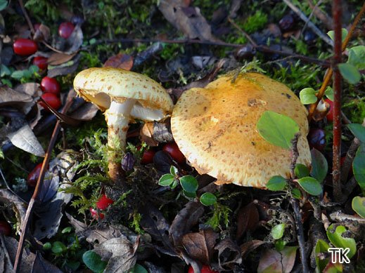 Pholiota lucifera - Fettiger Schüppling