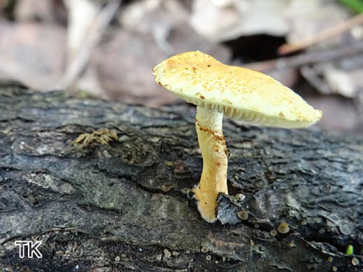 Pholiota tuberculosa - Rötender Schüppling