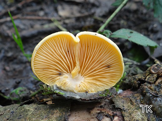 Phyllotopsis nidulans- Orangeseitling