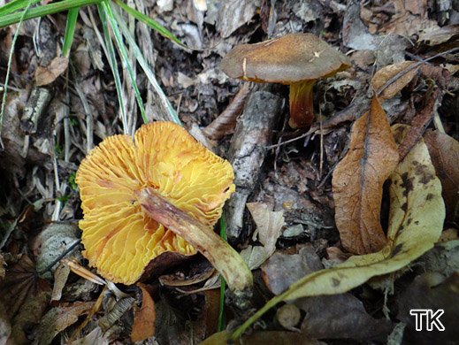 Phylloporus pelletieri - Goldblatt