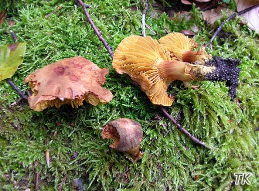 Phylloporus pelletieri - Europäisches Goldblatt