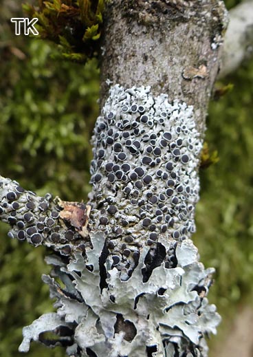 Punktierte Schwielenflechte (Physcia aipolia)