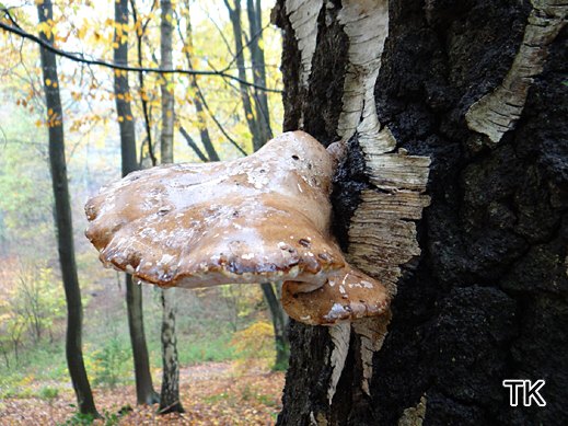 Piptoporus betulinus - Birkenporling