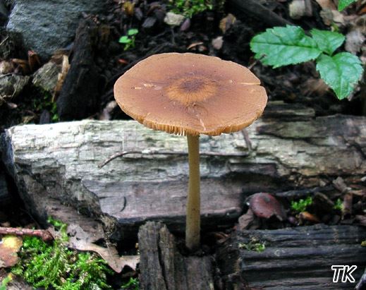 Pluteus phlebophorus - Runzeliger Dachpilz
