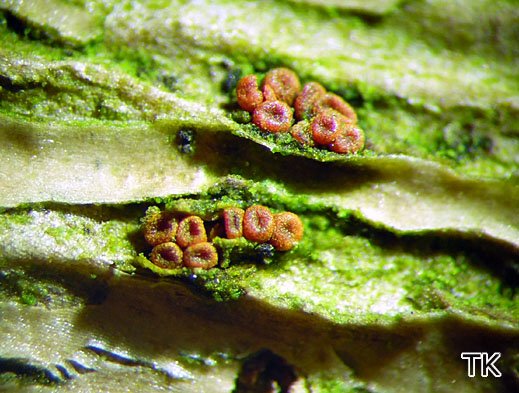 Pleonectria sinopica - Efeu-Pustelpilz Pleonectria sinopica - Efeu-Pustelpilz